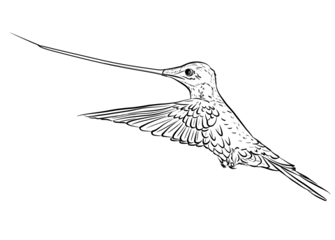 Sword Billed Hummingbird  Coloring Page